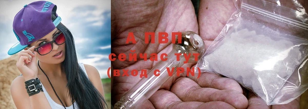 гашик Алексин