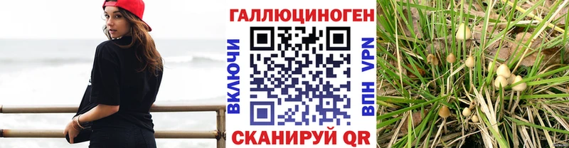Псилоцибиновые грибы Cubensis  Андреаполь 